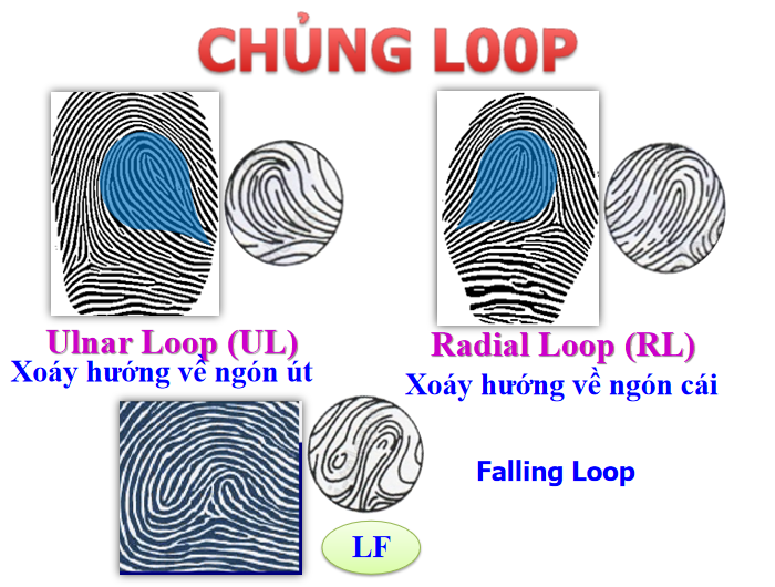 chủng vân tay nước loop