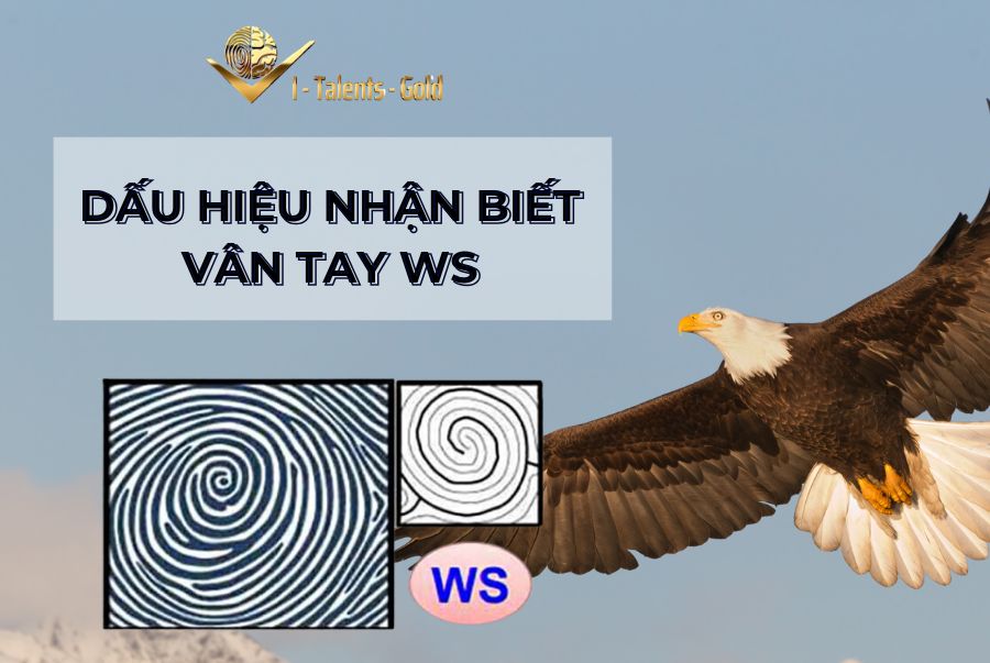 đặc điểm vân tay ws