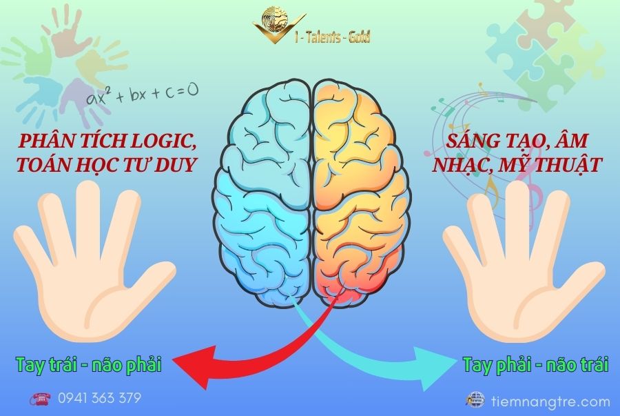 mối liên hệ giữa dấu vân tay và não bộ