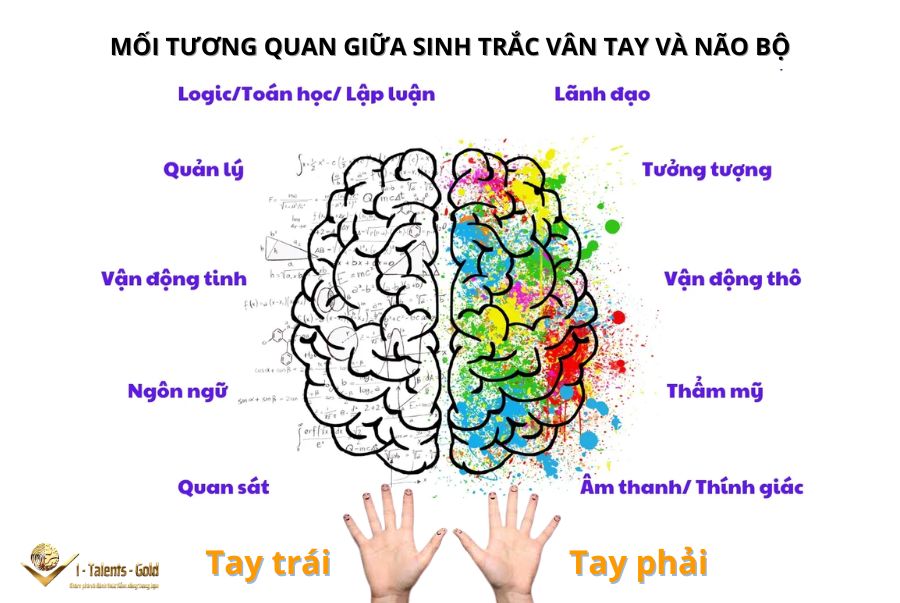 mối tương quan giữa sinh trắc vân tay và não bộ