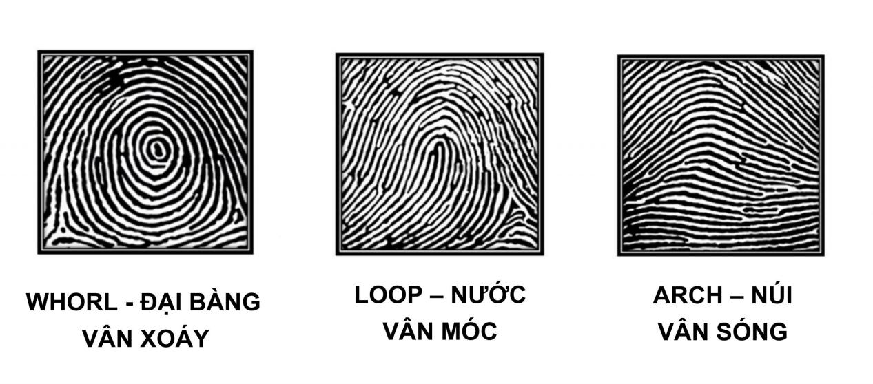 các loại vân tay