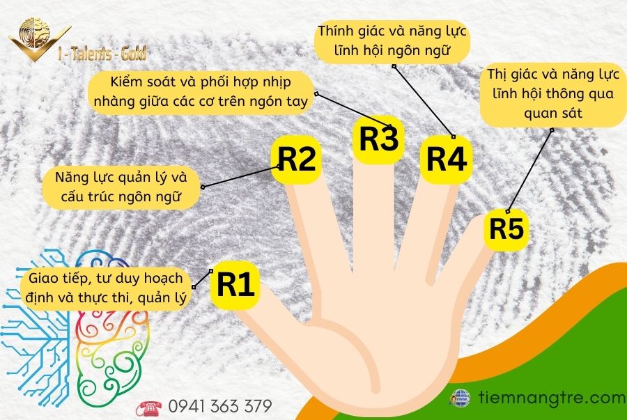 sự liên kết giữa tay phải và não trái