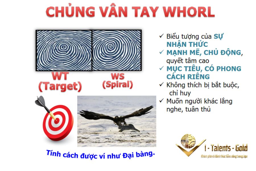 vân tay đại bàng whorl