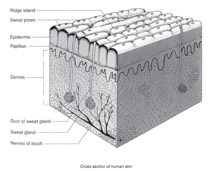 tại sao nên làm sinh trắc vân tay